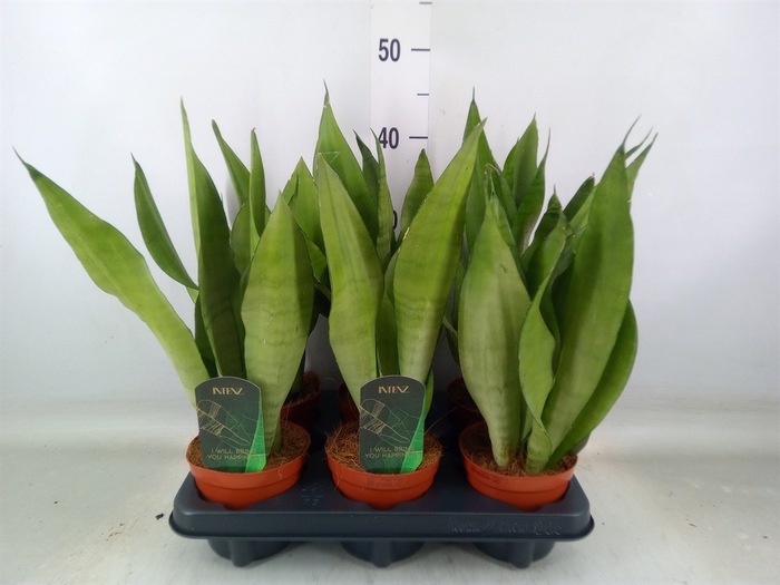 <h4>Sansevieria trifa. 'Moonshine'</h4>