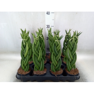 Sansevieria cyl.  ...