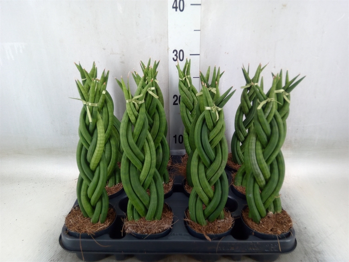 <h4>Sansevieria cyl.  ...</h4>