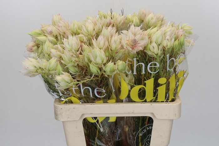 <h4>Blushing Bride 4/6 Flowers</h4>