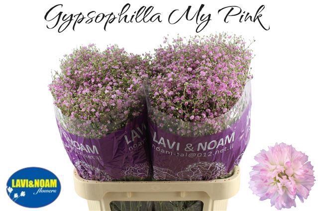 <h4>GYPS PA MY PINK</h4>