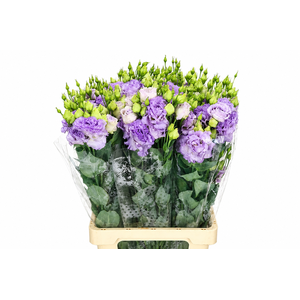 Eustoma Du Celeb Lavander