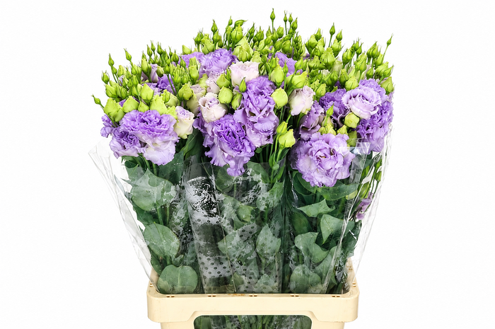 <h4>Eustoma Du Celeb Lavander</h4>