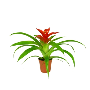 Guzmania Tempo