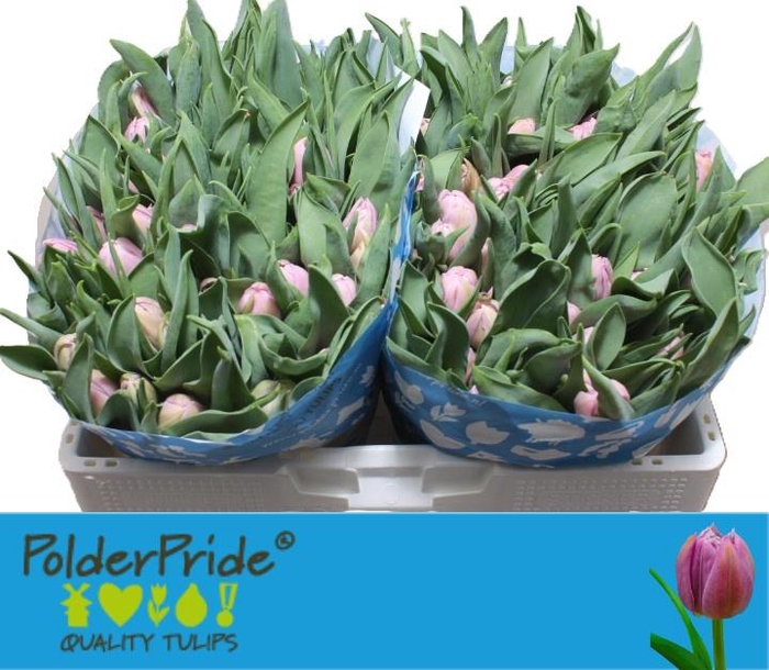 <h4>TU DU KATINKA</h4>