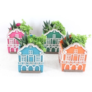 arr3 SN - Casa caribbean groot x6