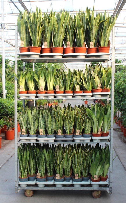 <h4>Sansevieria mixkar "Rough & Tough"</h4>