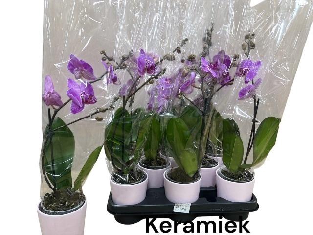 <h4>ARR PHAL 1 TAK</h4>