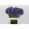 Agapanthus EYFORI Blue