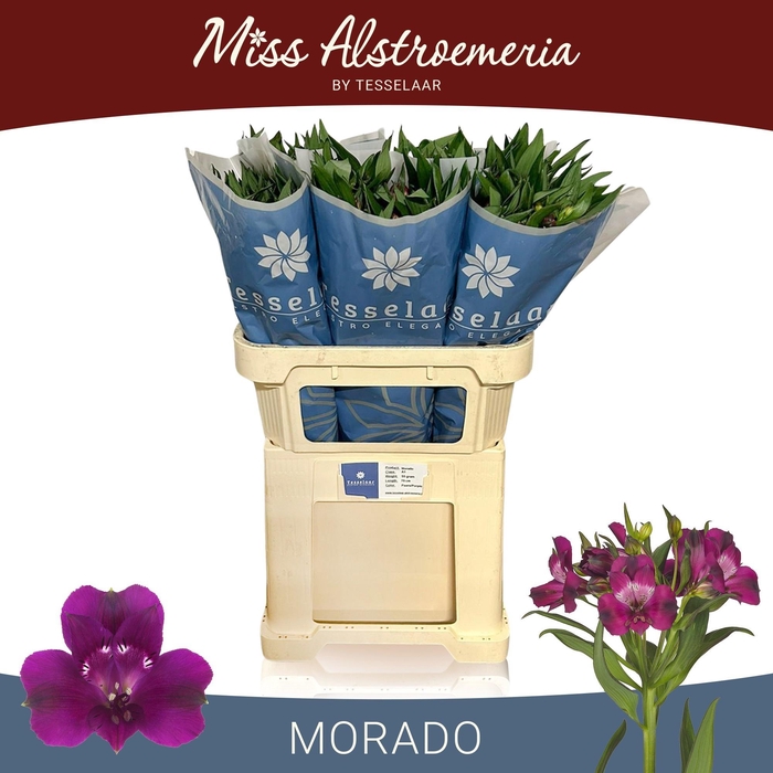<h4>ALSTR MORADO</h4>