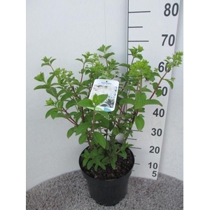 Hydrangea pan. Silver Dollar 60 cm P26