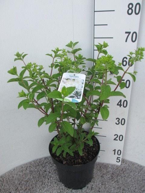 <h4>Hydrangea pan. Silver Dollar 60 cm P26</h4>