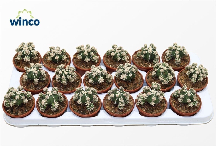 Astrophytum Fukuryu Hakujo