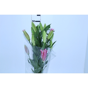 LIRIO REDFORD 080 CM HT MIN 2 FLS VERMELHO
