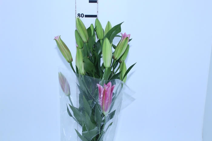 LIRIO REDFORD 080 CM HT MIN 2 FLS VERMELHO