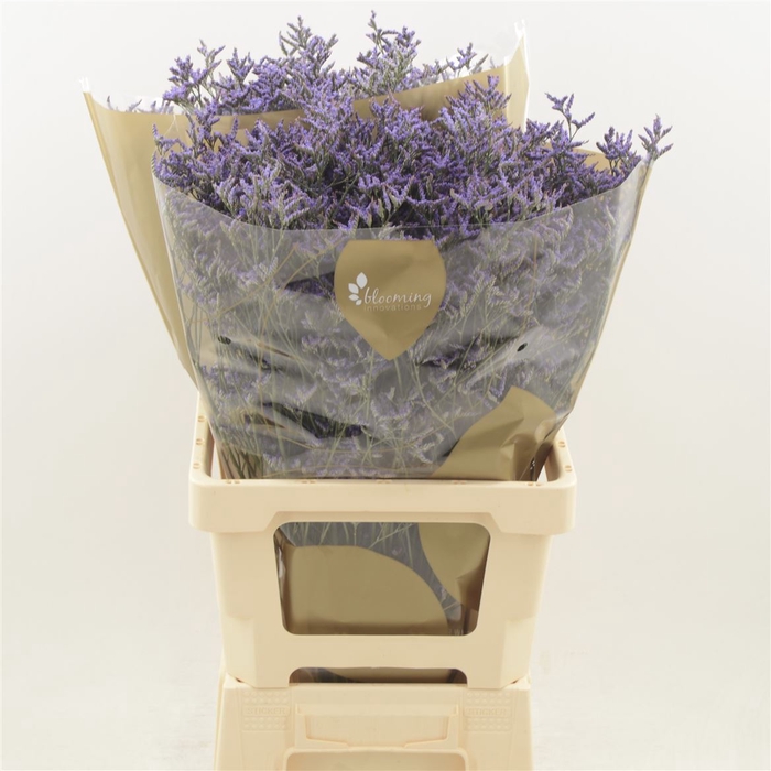 <h4>Limonium Safora Dark Blue</h4>