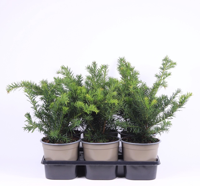 <h4>Taxus baccata Repandens</h4>