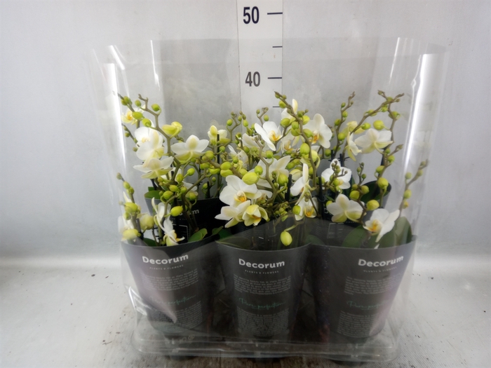 <h4>Phalaenopsis multi. 'Ant Lausanne'</h4>