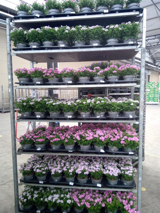 <h4>Pelargonium gran.   ..</h4>