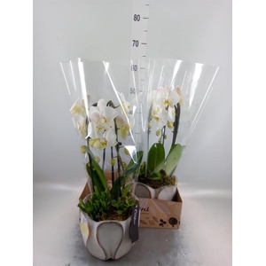 Arr.  Phalaenopsis  H%