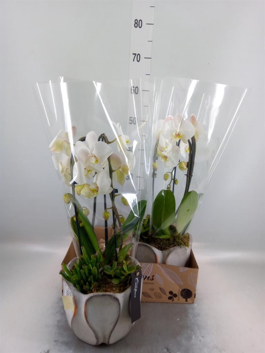 <h4>Arr.  Phalaenopsis  H%</h4>