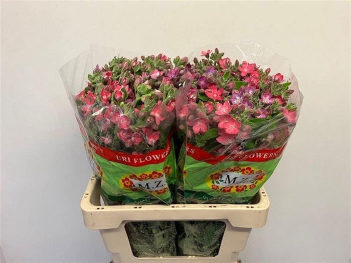 <h4>Oxy Co Pink Harmony</h4>