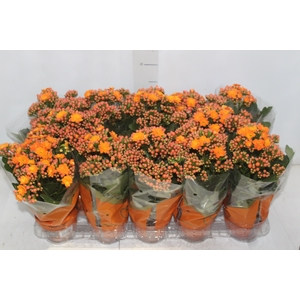 KALANCHOE DOBRADO P11 LARANJA