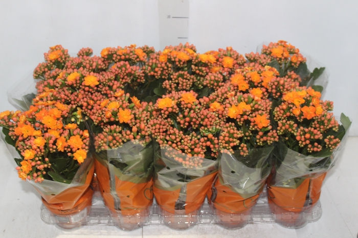 <h4>KALANCHOE DOBRADO P11 LARANJA</h4>