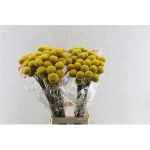 Craspedia Paintball Pop 75cm