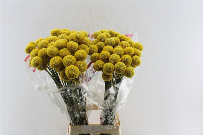 <h4>Craspedia Paintball Pop 75cm</h4>