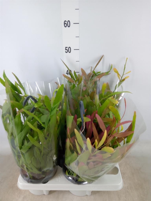 <h4>Rhipsalis   ...</h4>