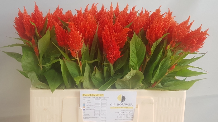 <h4>Celosia Kim Orange Bouwer</h4>