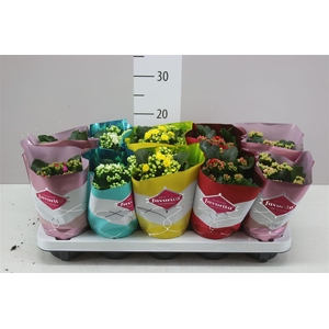 Kalanchoe Calandiva Mix