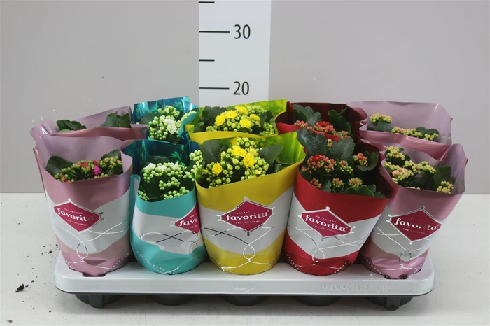 <h4>Kalanchoe Calandiva Mix</h4>