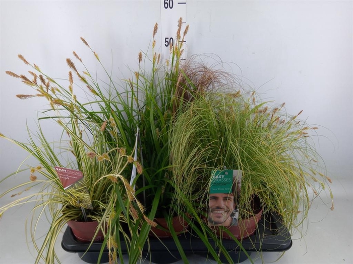 <h4>Carex   ...mix</h4>