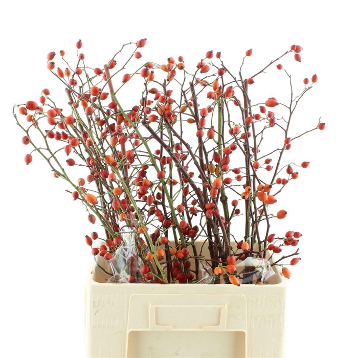 <h4>Rose Zaffiro Orange/green</h4>