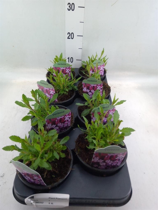 <h4>Verbena bonariensis</h4>