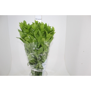 FOLH RUSCUS 080 CM