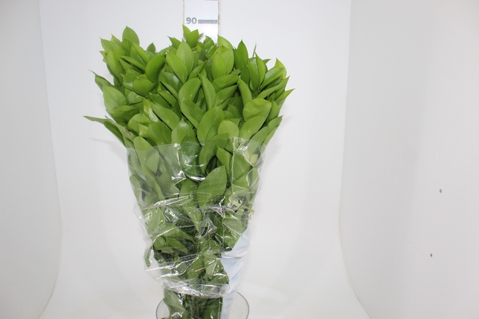 <h4>FOLH RUSCUS 080 CM</h4>