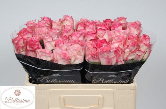 <h4>R GR BOULEVARD</h4>