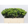 Hypericum Lucky Romance