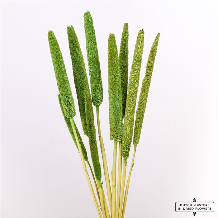 <h4>Dried Babala X5 10pc Light Green Bunch</h4>