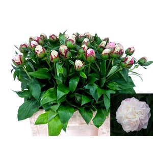 PAEO L SHIRLE TEMPLE