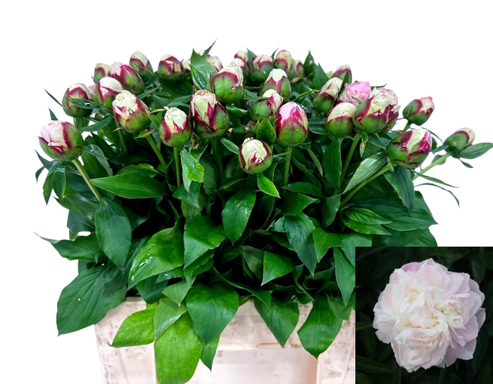 <h4>PAEO L SHIRLE TEMPLE</h4>