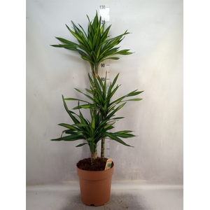 Dracaena frag. 'Riki'