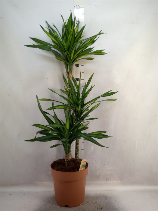 <h4>Dracaena frag. 'Riki'</h4>