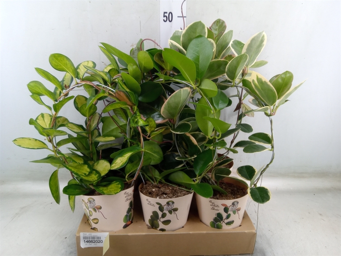 <h4>Hoya   ...mix</h4>