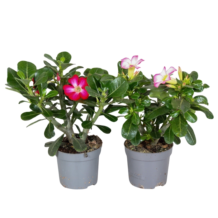 <h4>Adenium Obesum MIX</h4>