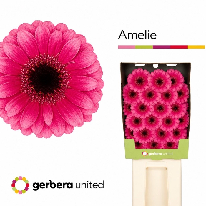 <h4>Germini Amelie Diamond</h4>