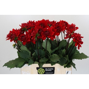 Dahlia Heatwave